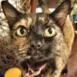 Meet your Posher, Lucia